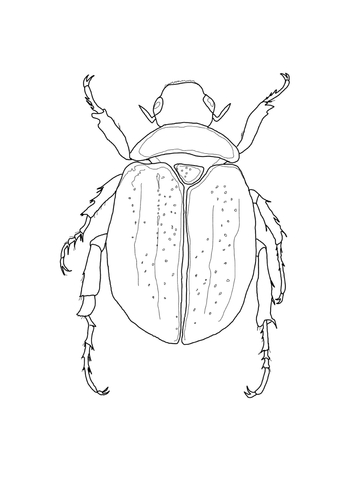 Scarab Beetle Coloring Page